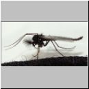 Nematocera sp - Muecke 01 9mm.jpg